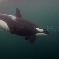 ORCA2010411.JPG