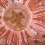 Urticina-Rødstripet anemone-munn.jpg