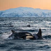 Orca  Expeditions