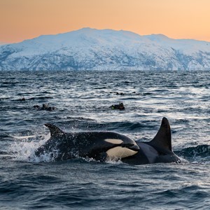 Orca  Expeditions