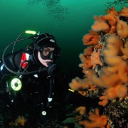 Scuba Diving