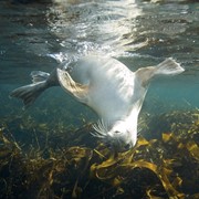Swim With Seals