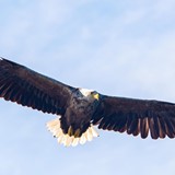 BIRD WATCHING 2.jpg