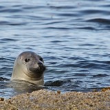 diverse bilder august 2010 047.JPG