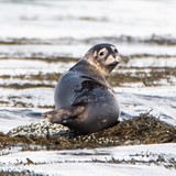 Seal1 1x1.jpg