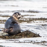 Seal1.jpg