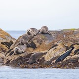 Swim with Seals Sebastian Hubertus.jpg