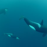 DSC_0915,3 orcas diving 4++.jpg