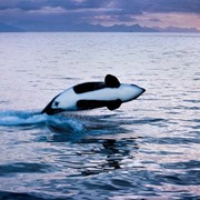 Orca  Expedition Trips