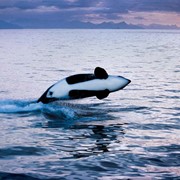 Orca Expedition Trips