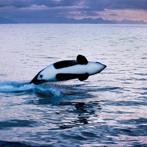 Orca  Expedition Trips