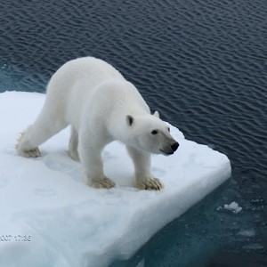 Svalbard Diving
