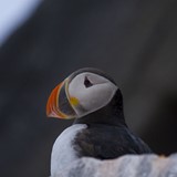 Kopi av Svalbard2007_183.jpg