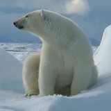 Sittende Isbjørn Svalbard 2007.JPG