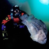 Diving 1x1.jpg