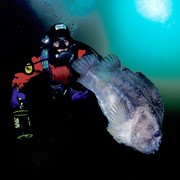 One week-package for divers