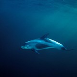 Kvitskjeving-delfin, 2 Lagenorhyncus acutus, Sunndalsfjorden.tif.jpg