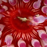 Rød-fiolett anemone.tif.jpg
