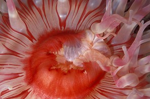 Urticina-Rød-hvit-rosa munn-nærfoto.jpg