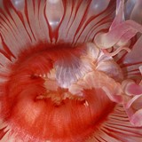 Urticina-Rød-hvit-rosa munn-nærfoto.jpg