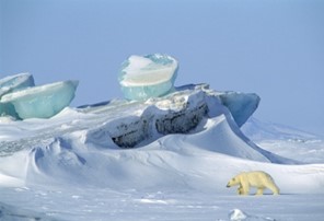 isbjørn Svalbard.jpg