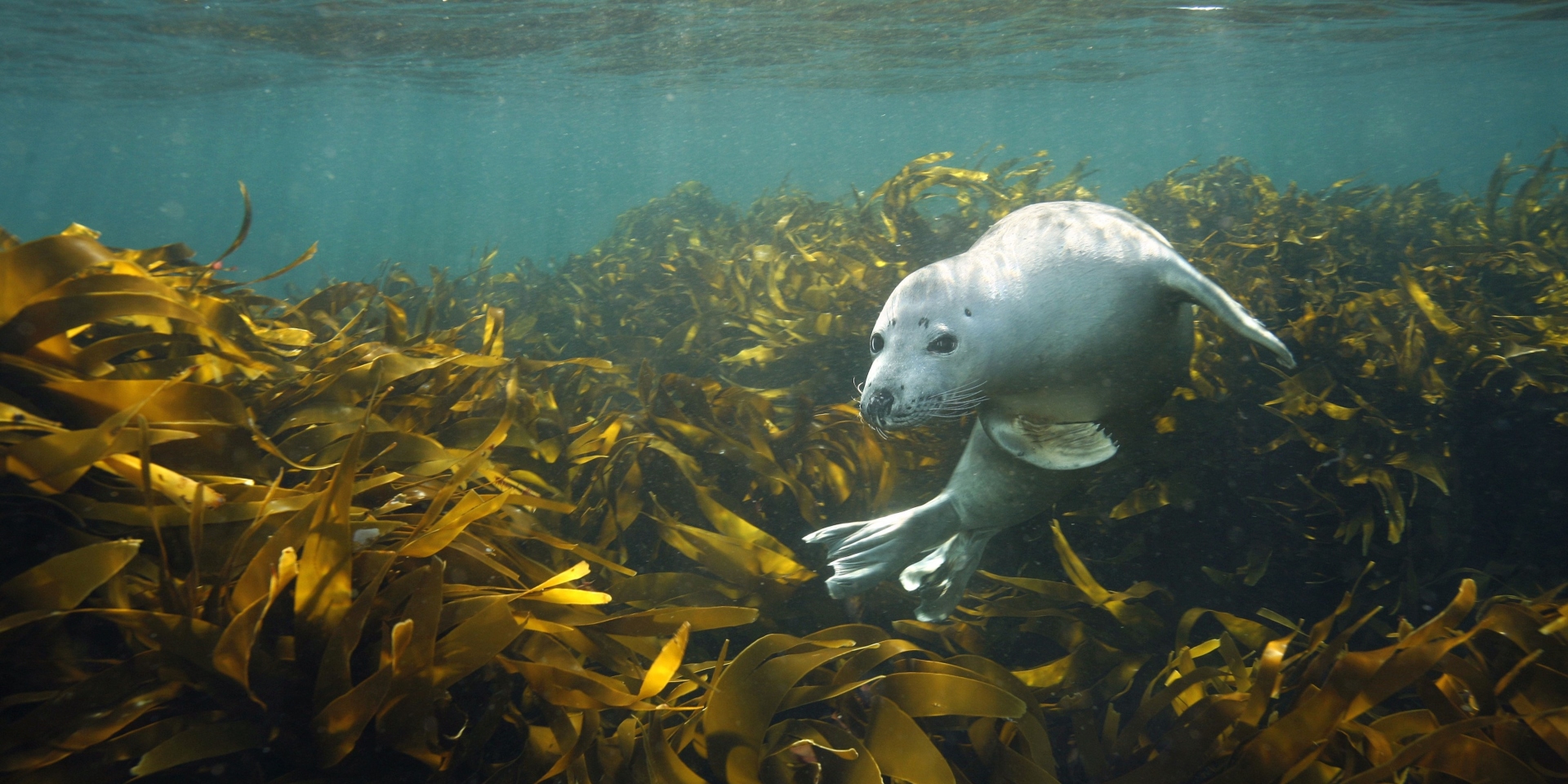 Swim with Seals 3 Jordi Banner 1920.jpg