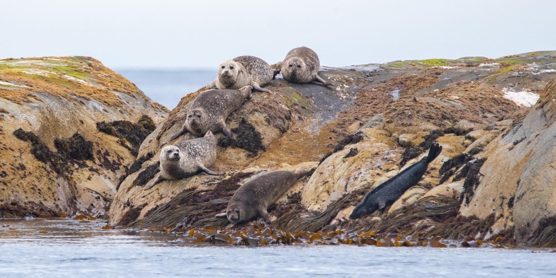 Swim with Seals Sebastian Hubertus Banner 1920.jpg
